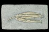 Fossil Crinoid (Parascytalocrinus) - Crawfordsville, Indiana #150428-1